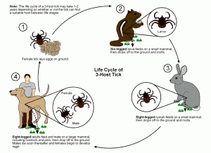 life cycle